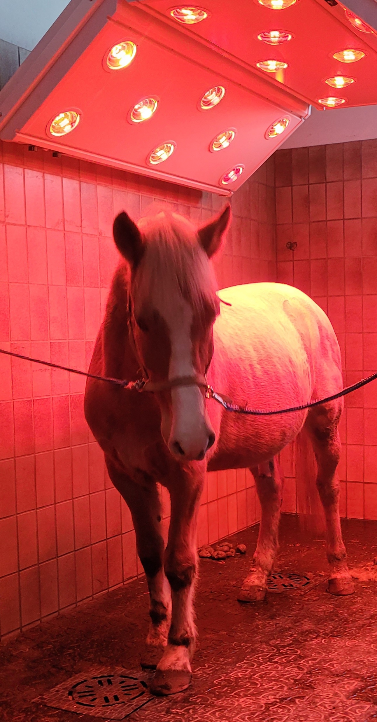 Solarium